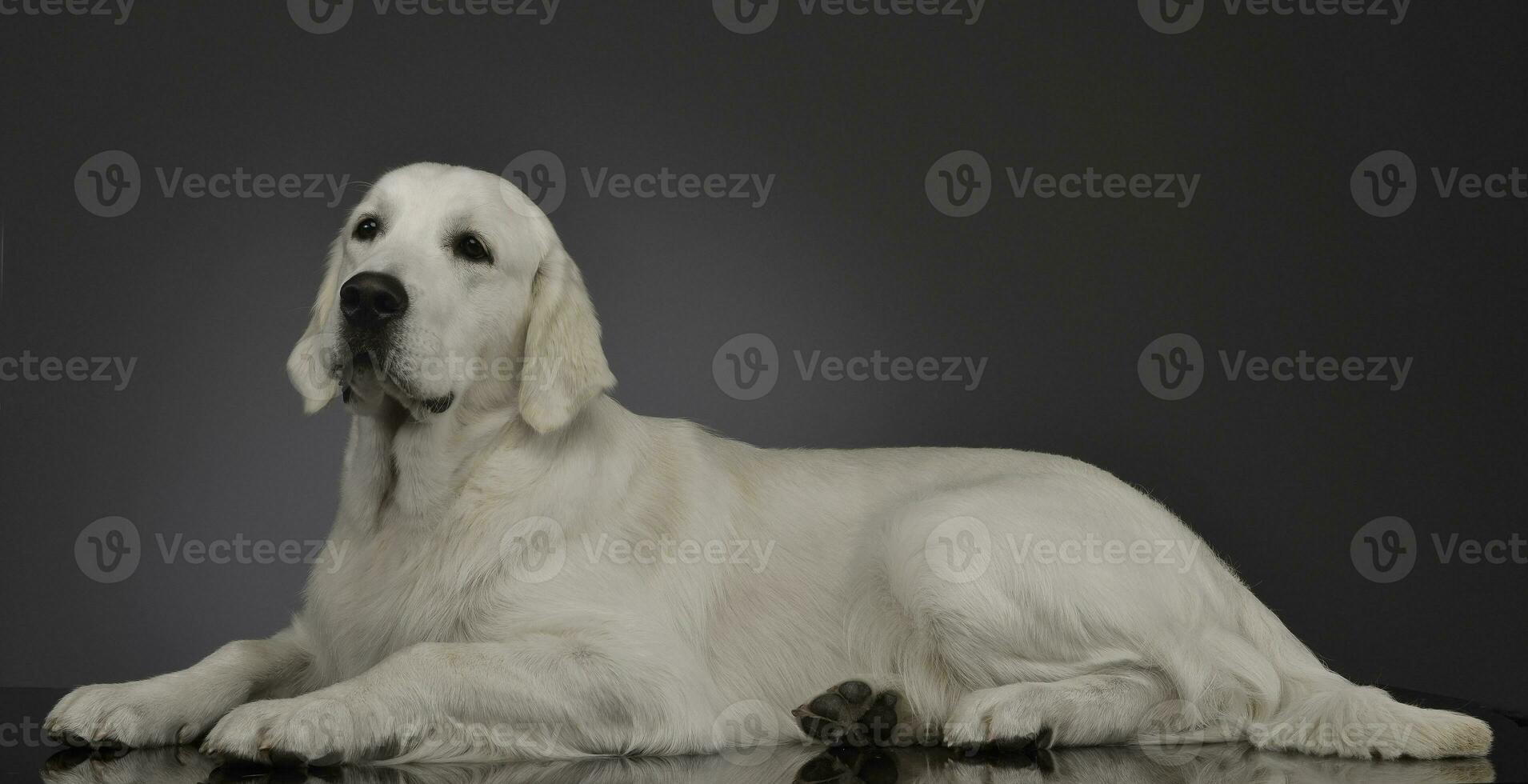 estudio Disparo de un adorable dorado perdiguero foto