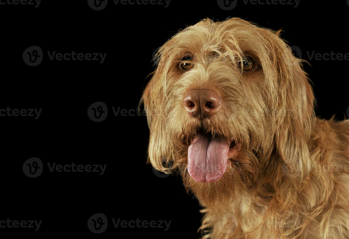 Portrait of an adorable wire-haired magyar vizsla looking at the camera with hanging tongue photo