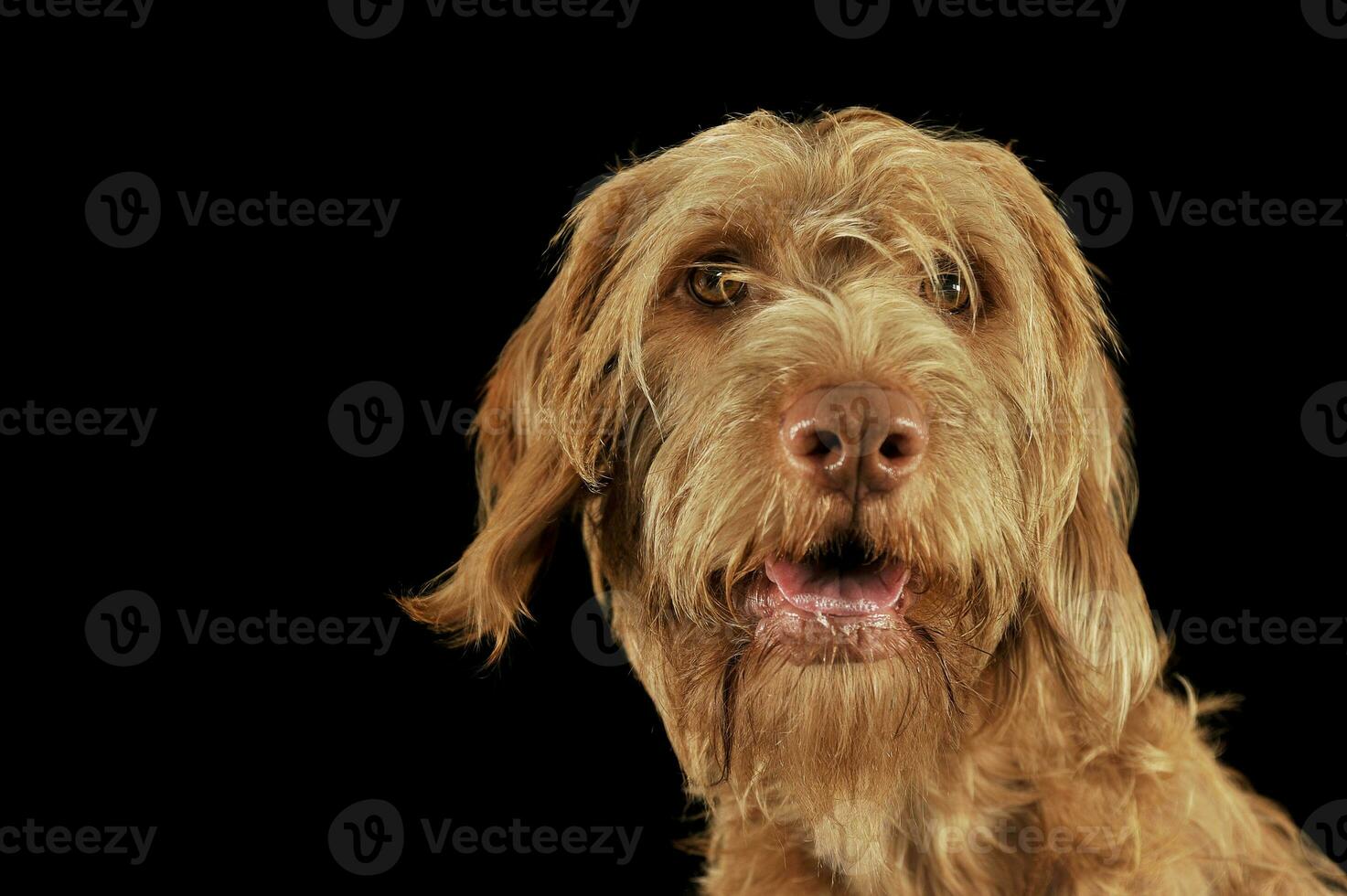 Portrait of an adorable wire-haired magyar vizsla looking curiously at the camera photo