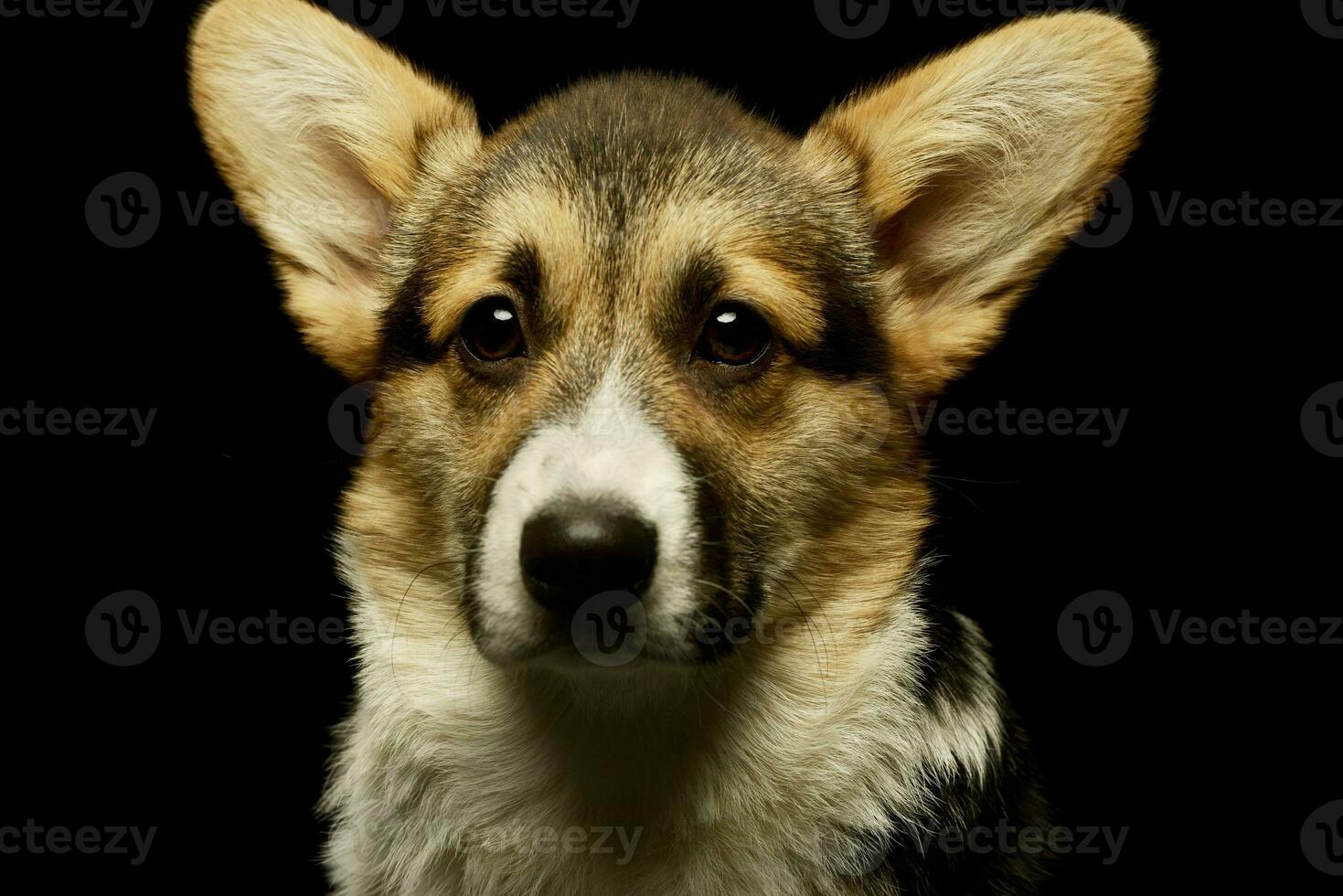 retrato de un adorable corgie foto