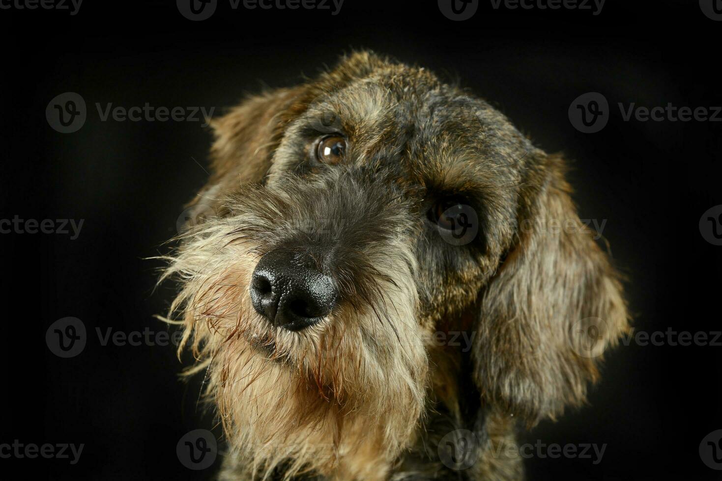 lovely puppy wired hair dachshund portrait in black photo studio