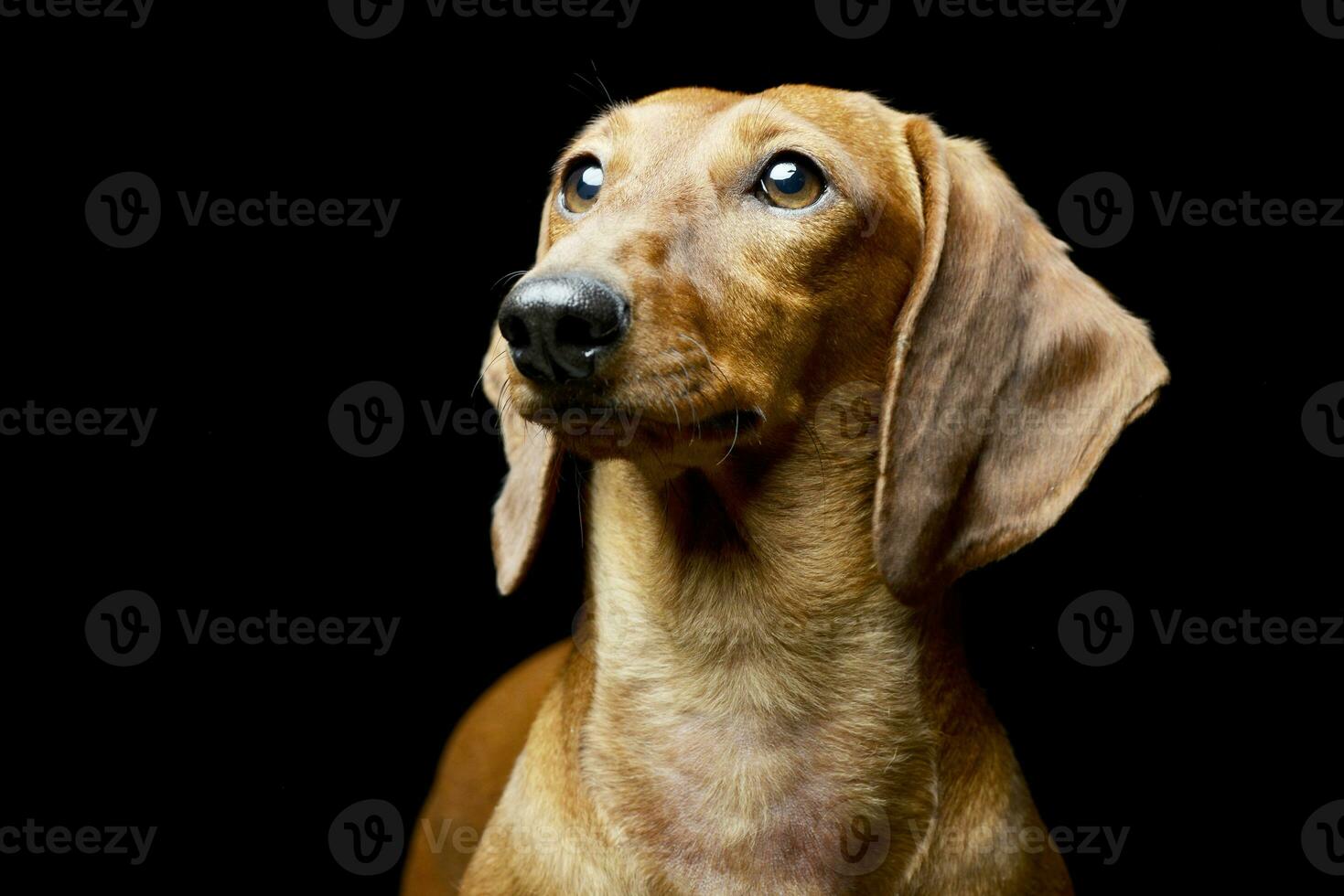 Portrait of an adorable Dachshund photo