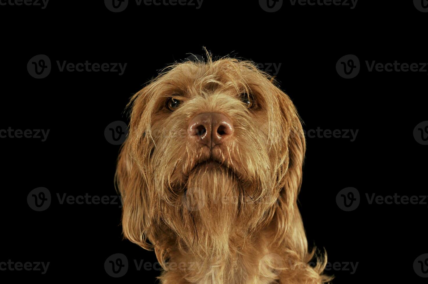Portrait of an adorable wire-haired magyar vizsla looking curiously at the camera photo