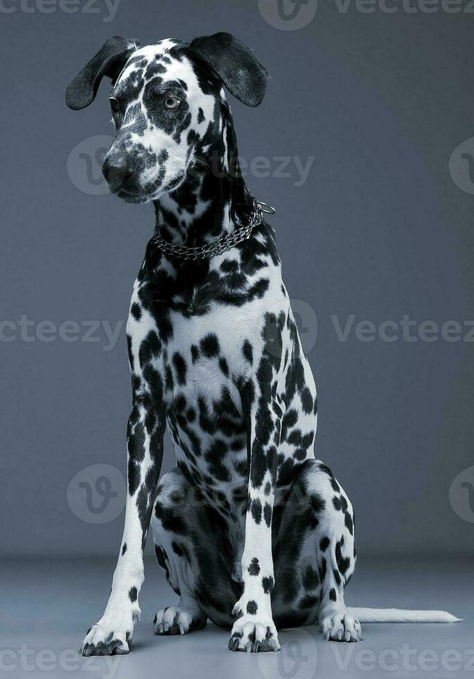 cute dalmatians sitting and looking down in blue background photo studio