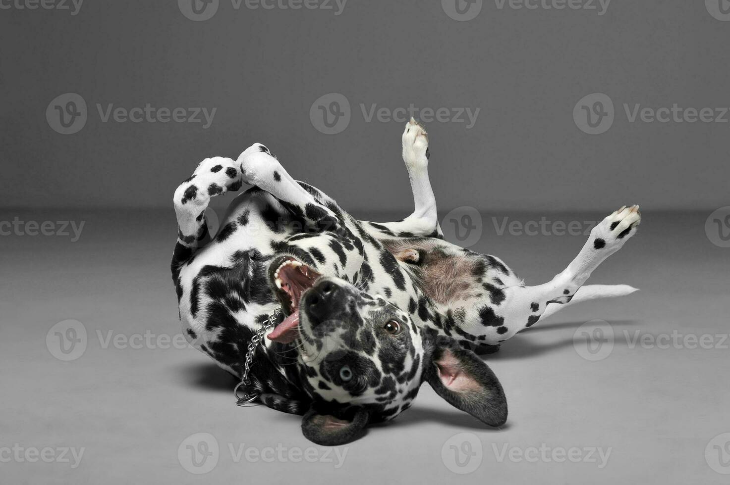 cute dalmatians in lies supine in  gray background photo studio