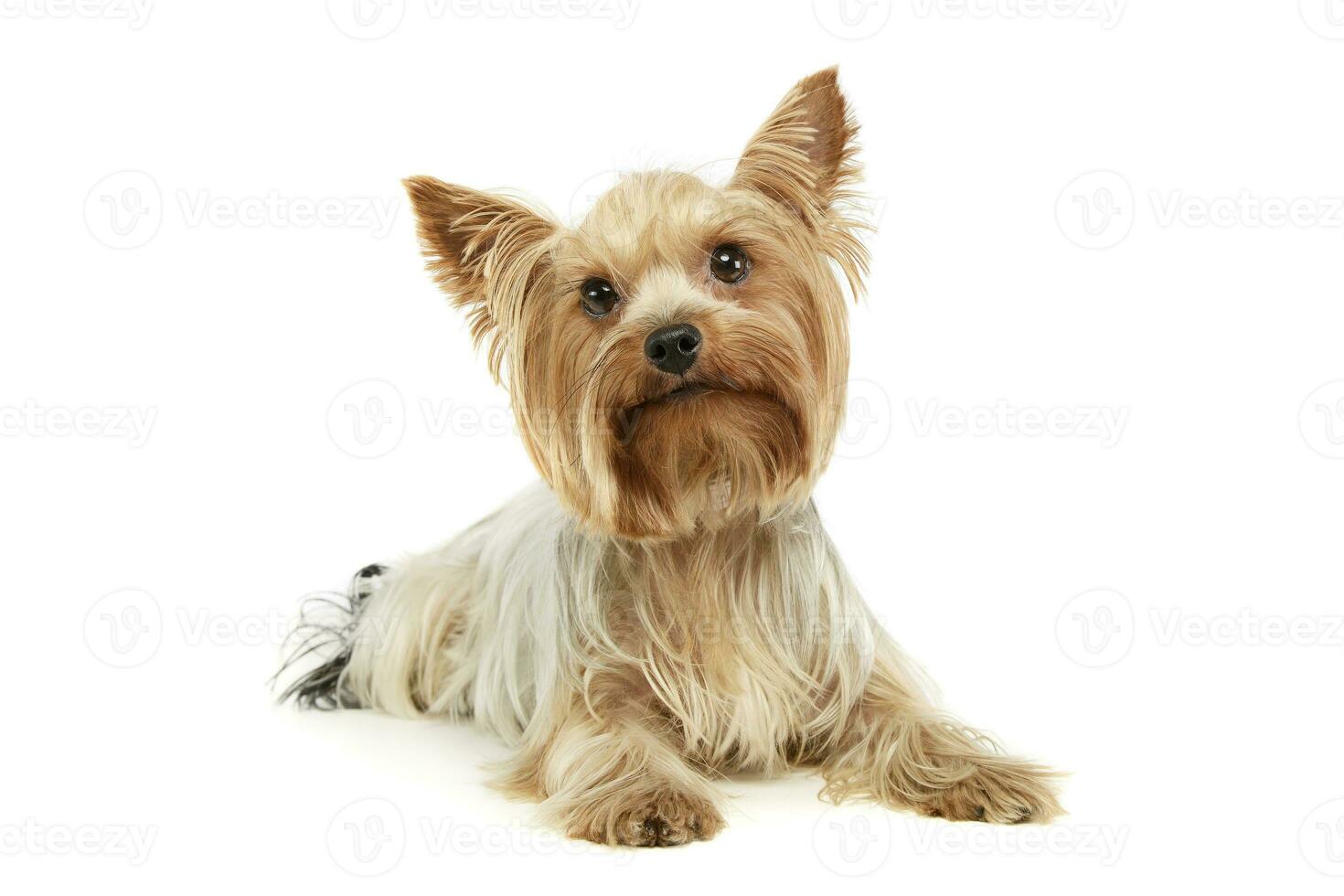 Studio shot of an adorable Yorkshire Terrier photo