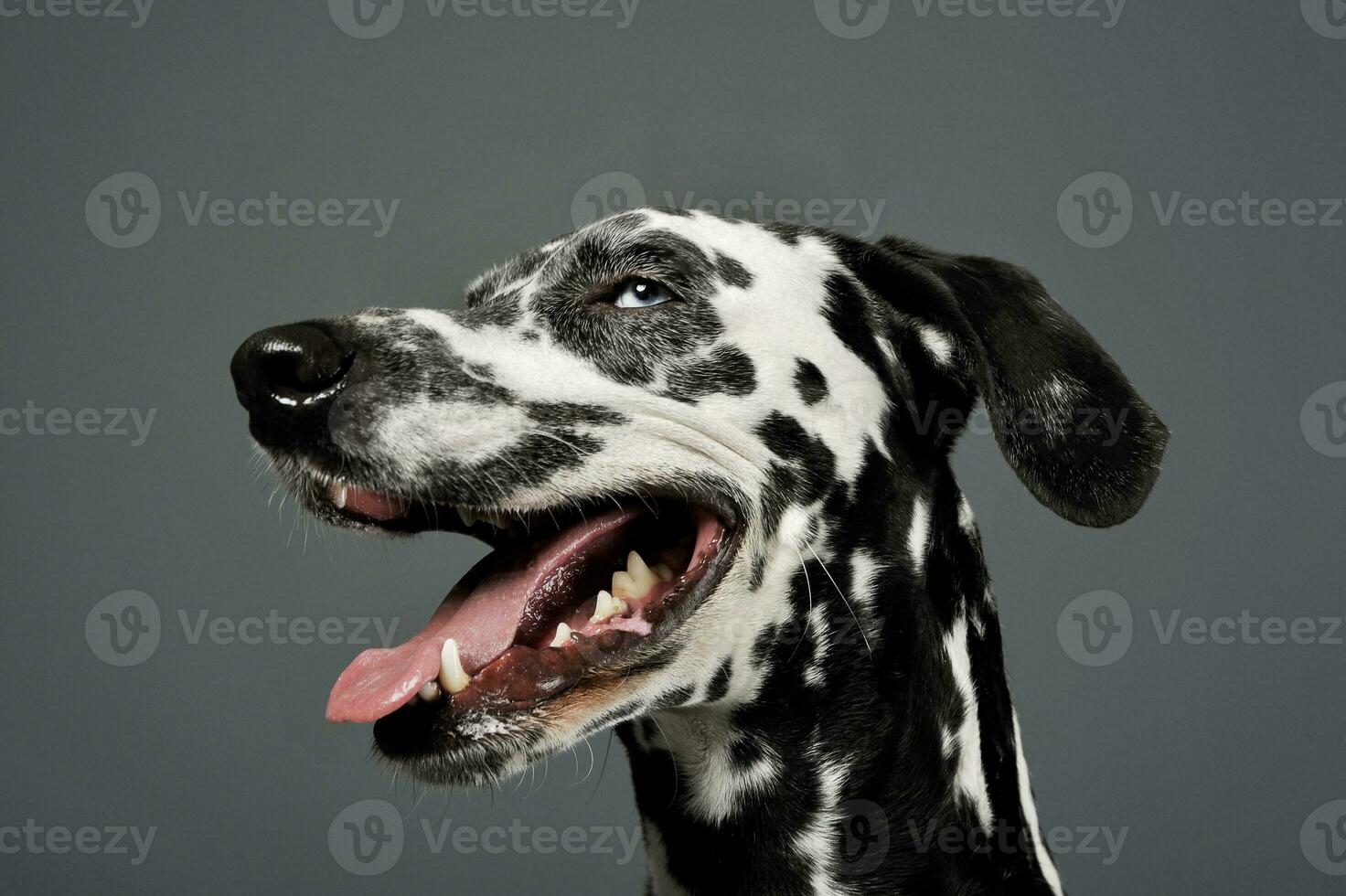 Portrait of an adorable Dalmatian looking satisfied - isolated on grey background photo