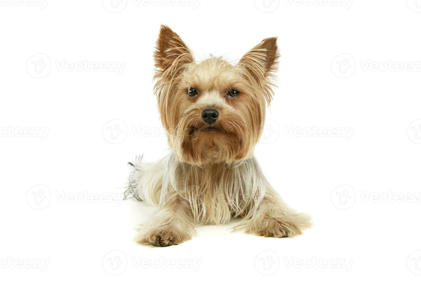 Studio shot of an adorable Yorkshire Terrier photo