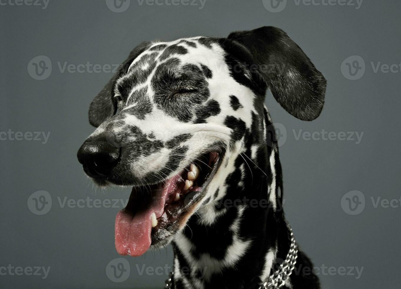 Portrait of an adorable Dalmatian with closed eyes looking satisfied - isolated on grey background photo