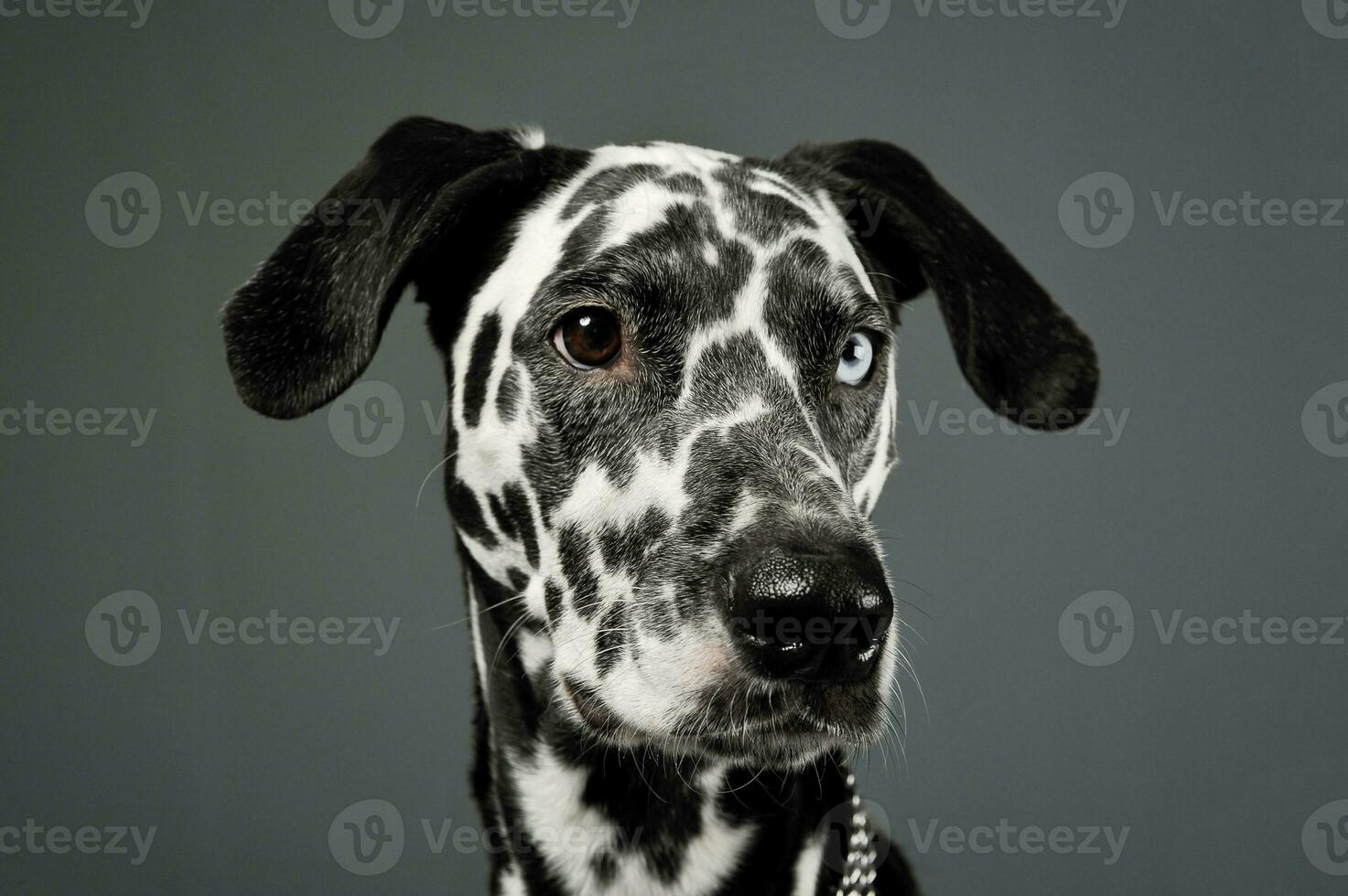 Portrait of an adorable Dalmatian dog with different colored eyes looking curiously photo
