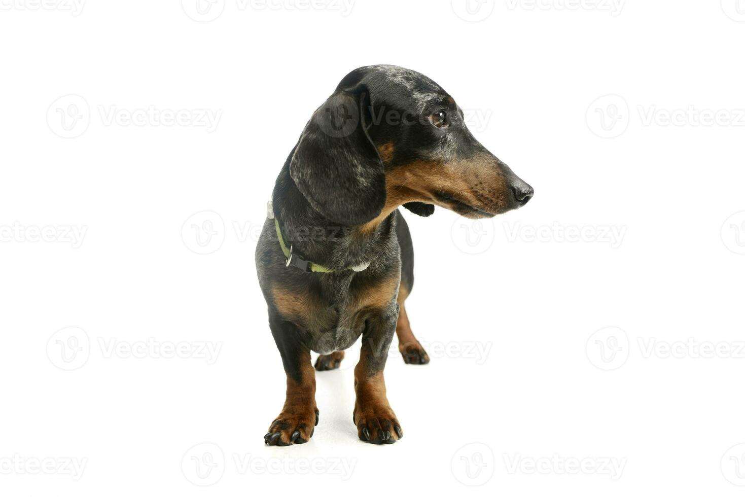 Studio shot of an adorable Dachshund photo