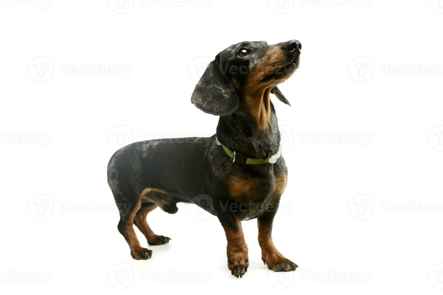 Studio shot of an adorable Dachshund photo