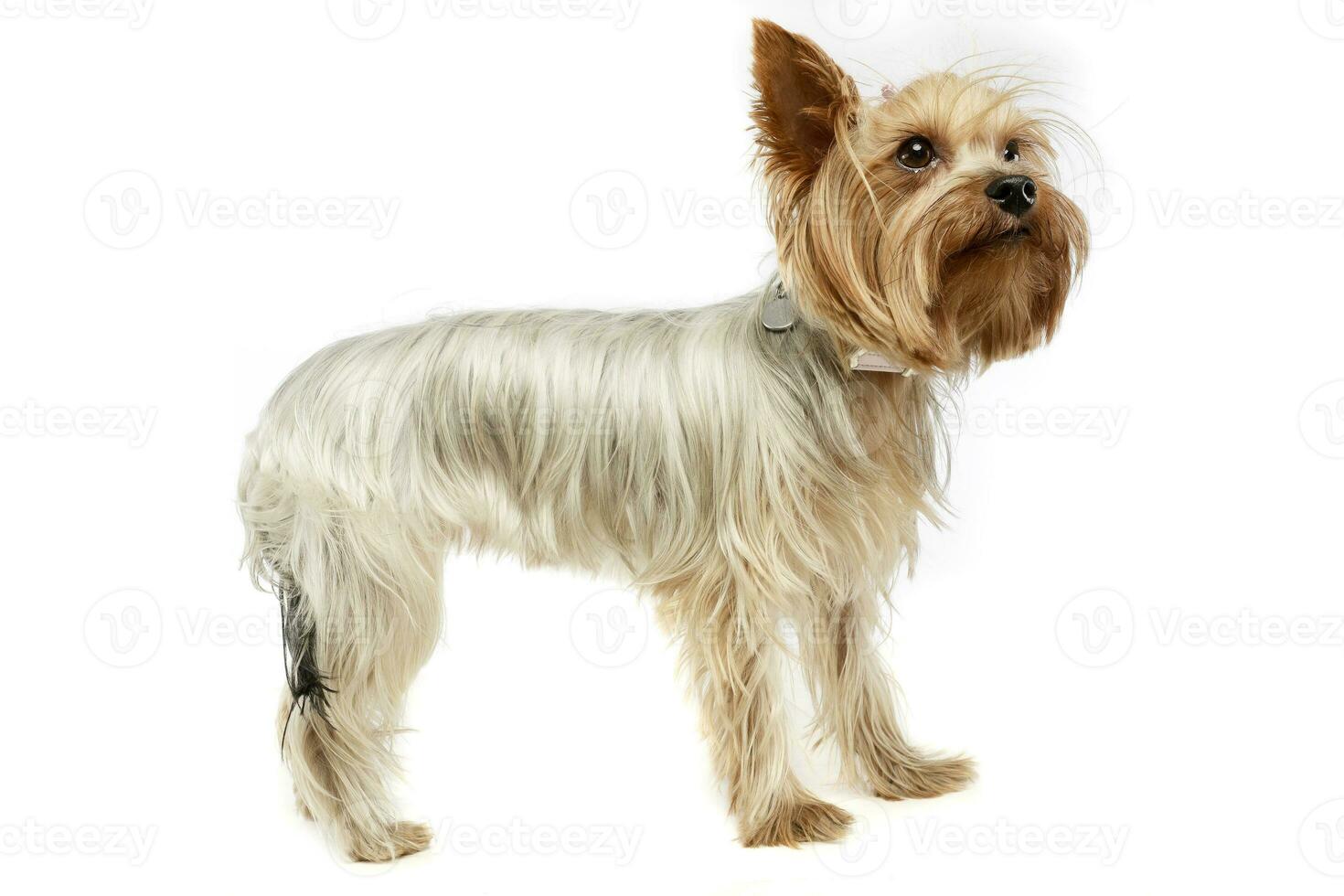 Studio shot of an adorable Yorkshire Terrier photo