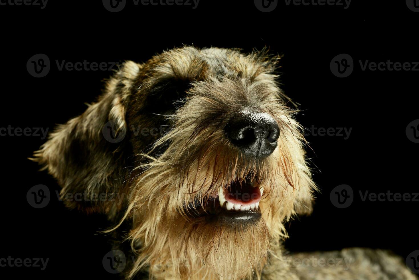 retrato de un adorable perro tejonero foto