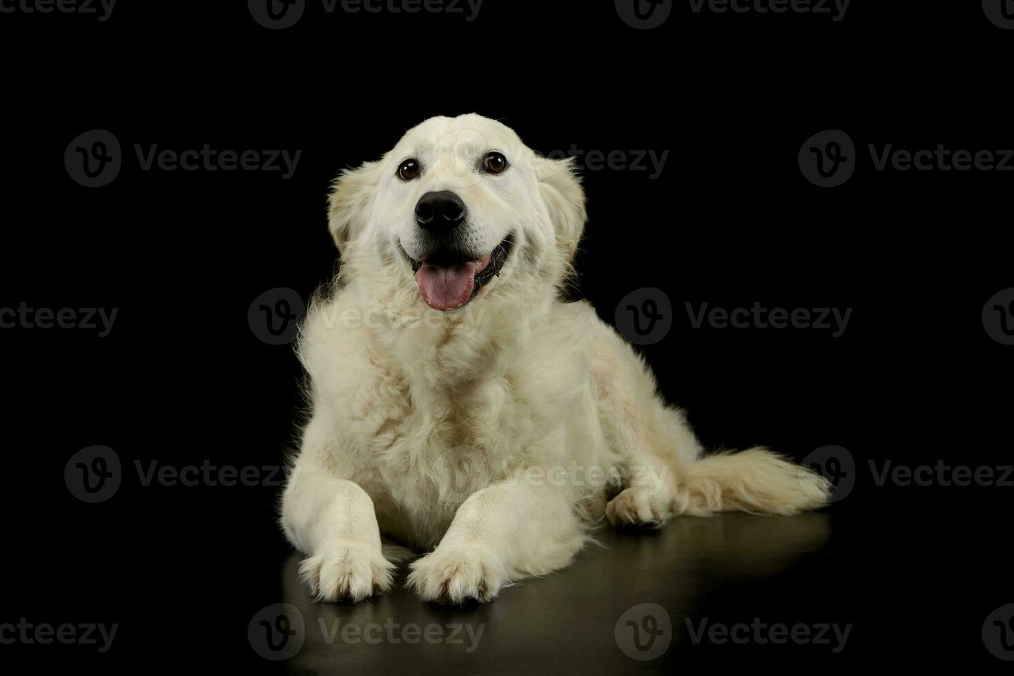 estudio Disparo de un encantador dorado perdiguero perrito foto