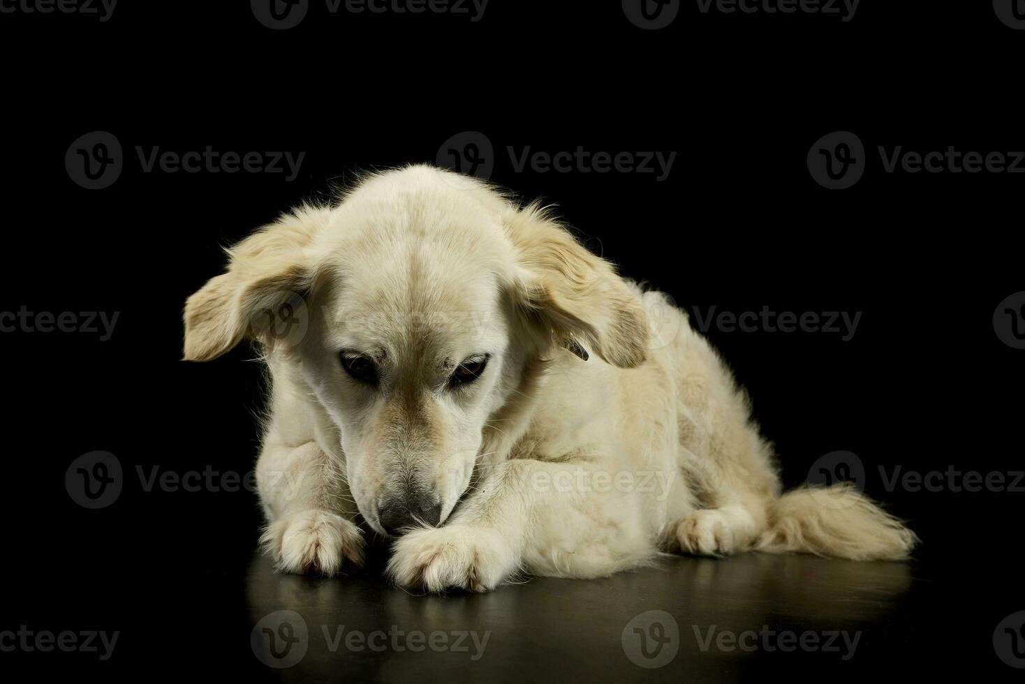 estudio Disparo de un encantador dorado perdiguero perrito foto