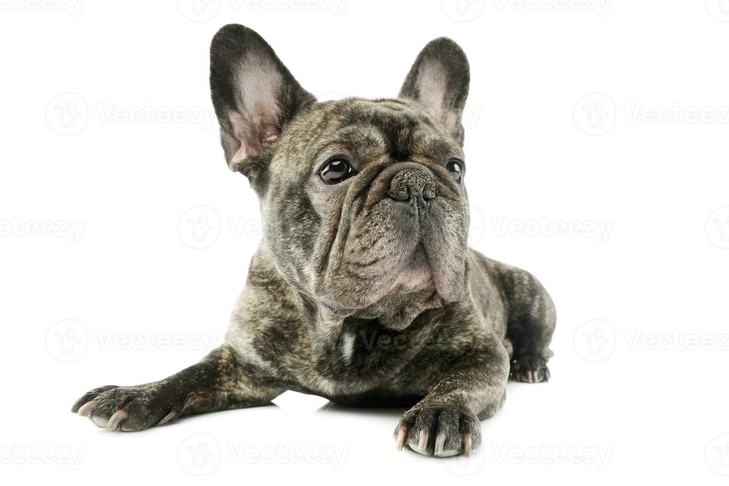 Studio shot of a beautiful French Bulldog photo