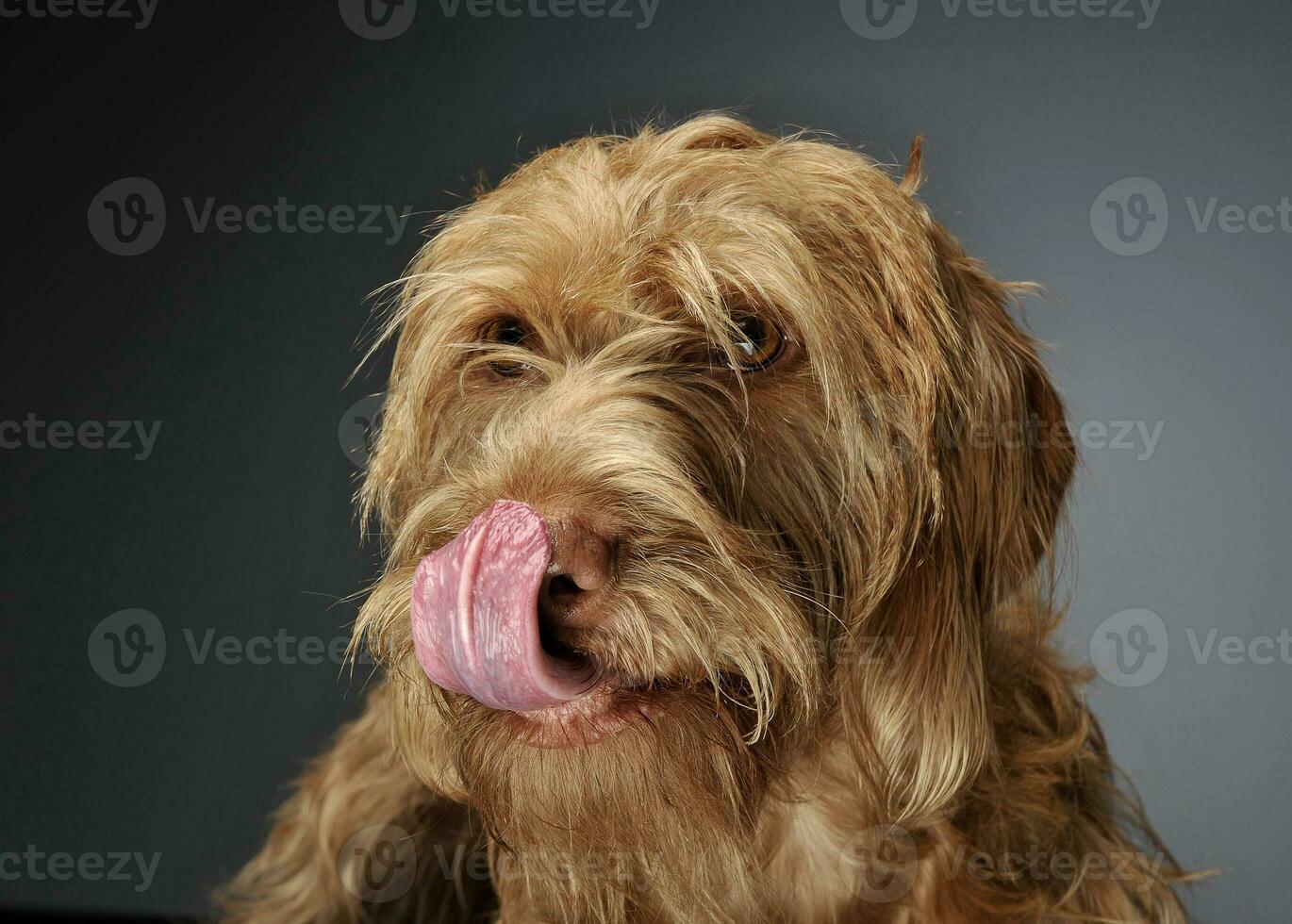 wired hair hungarian vizsla portrait in dark background photo