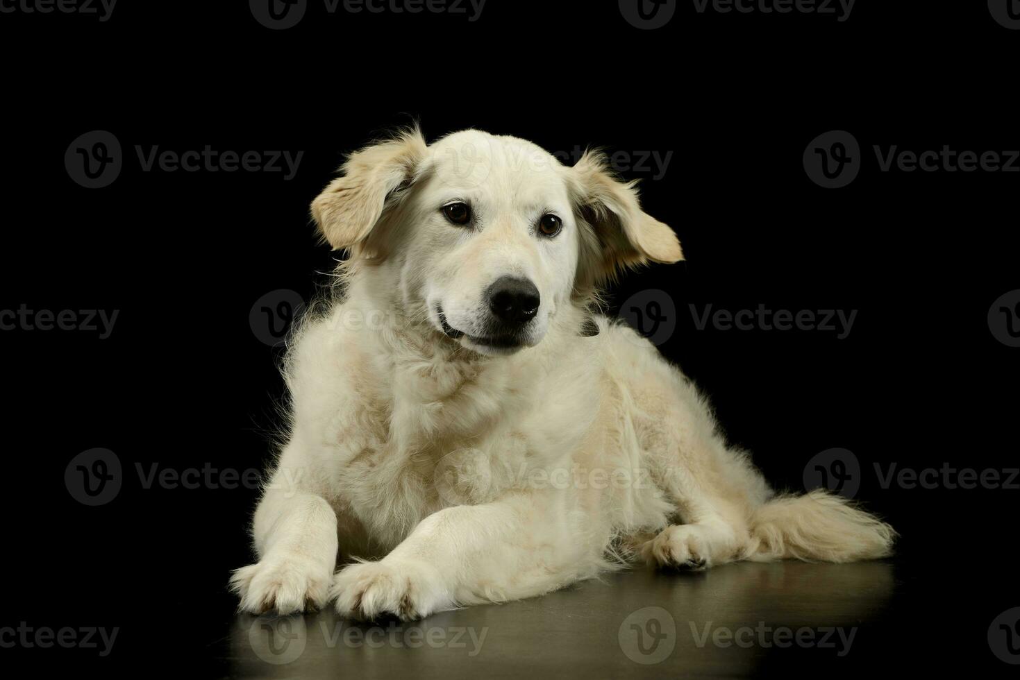 Studio shot of a lovely Golden Retriever puppy photo