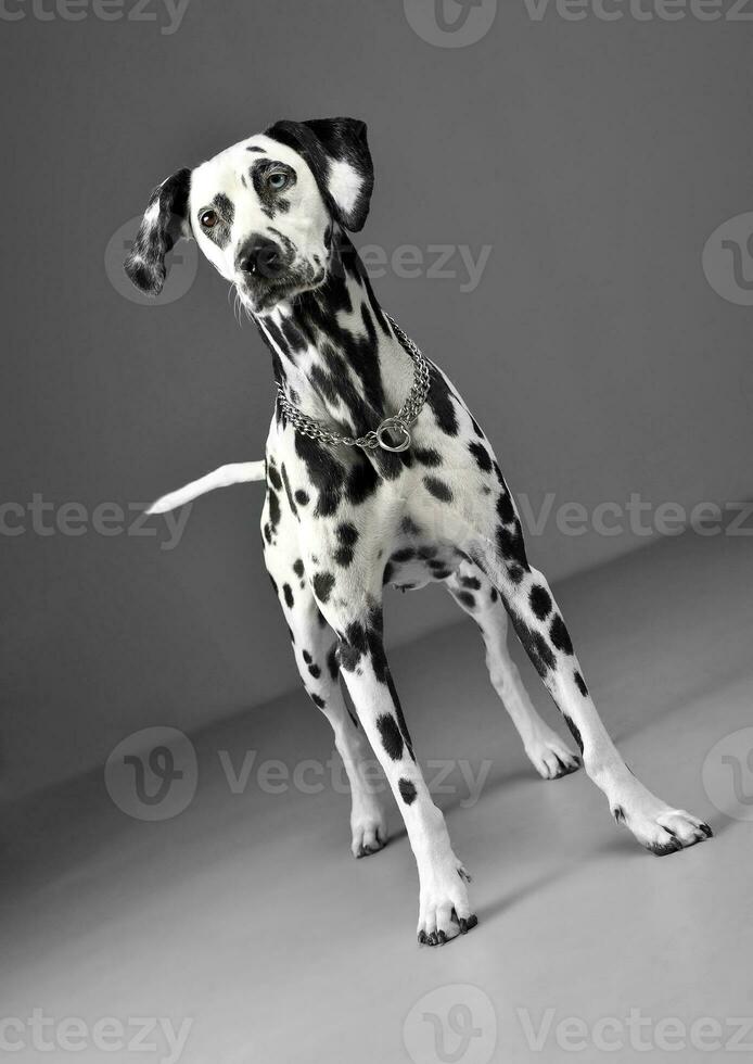 cute dalmatians standing in gray background photo studio