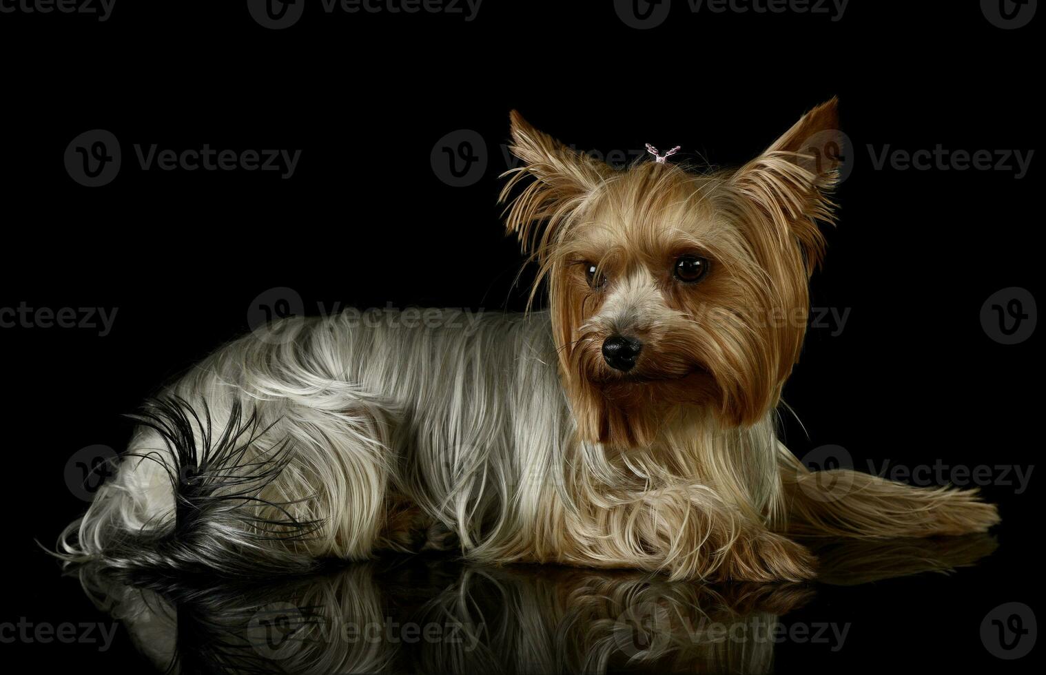 Studio shot of an adorable Yorkshire Terrier photo