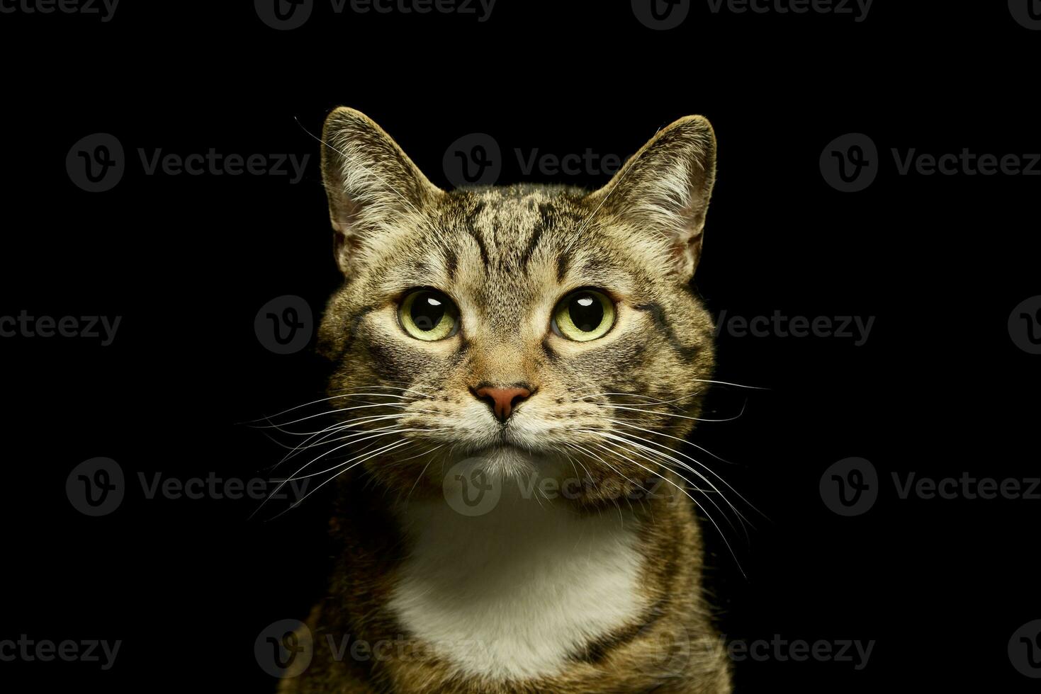 Portrait of a lovely domestic cat photo