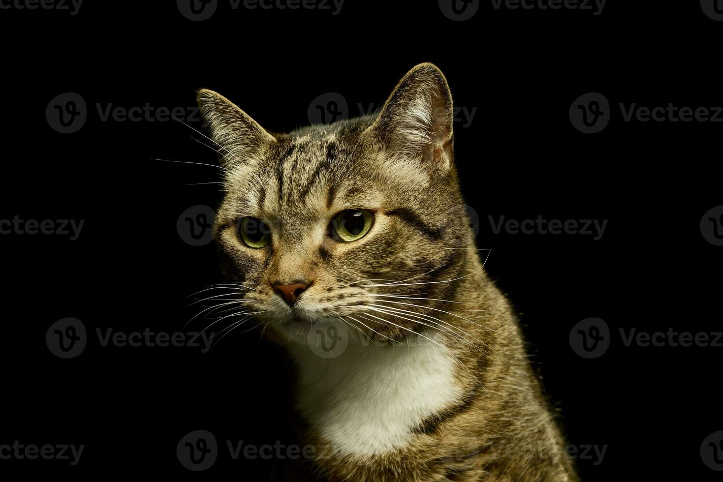 retrato de un encantador Doméstico gato foto