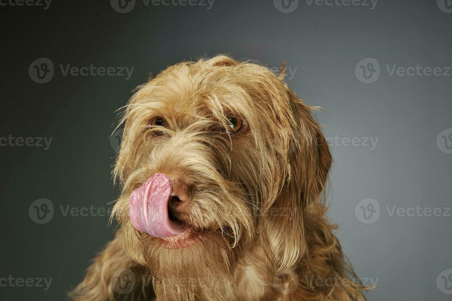 retrato de un adorable alambre magiar vizsla mirando a el cámara y paliza su labios foto