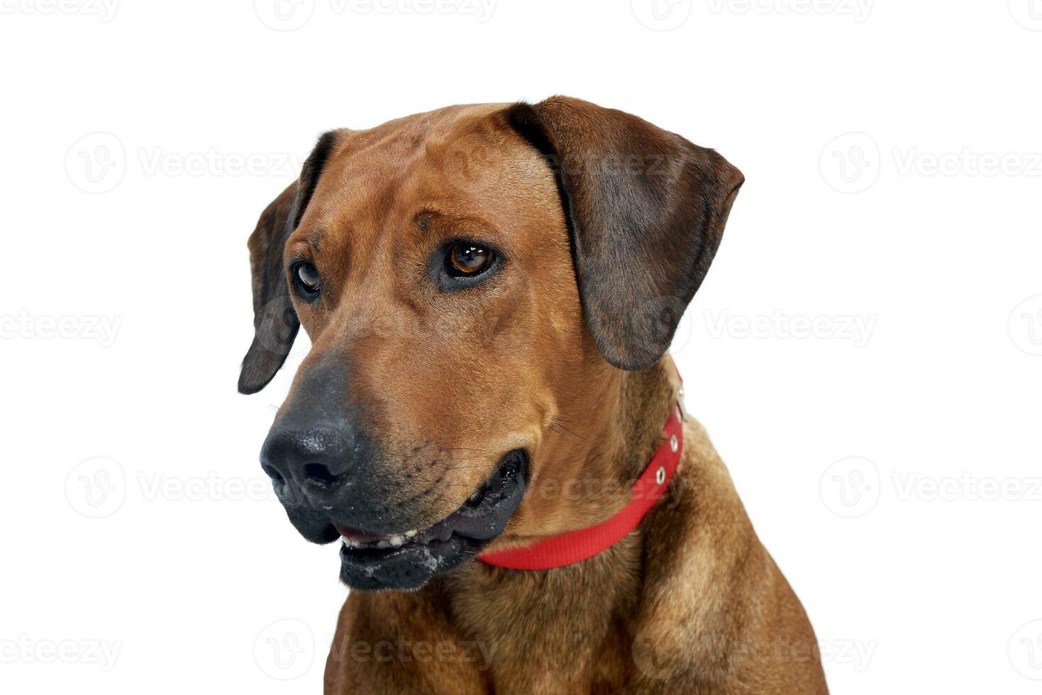Portrait of an adorable Rhodesian ridgeback photo