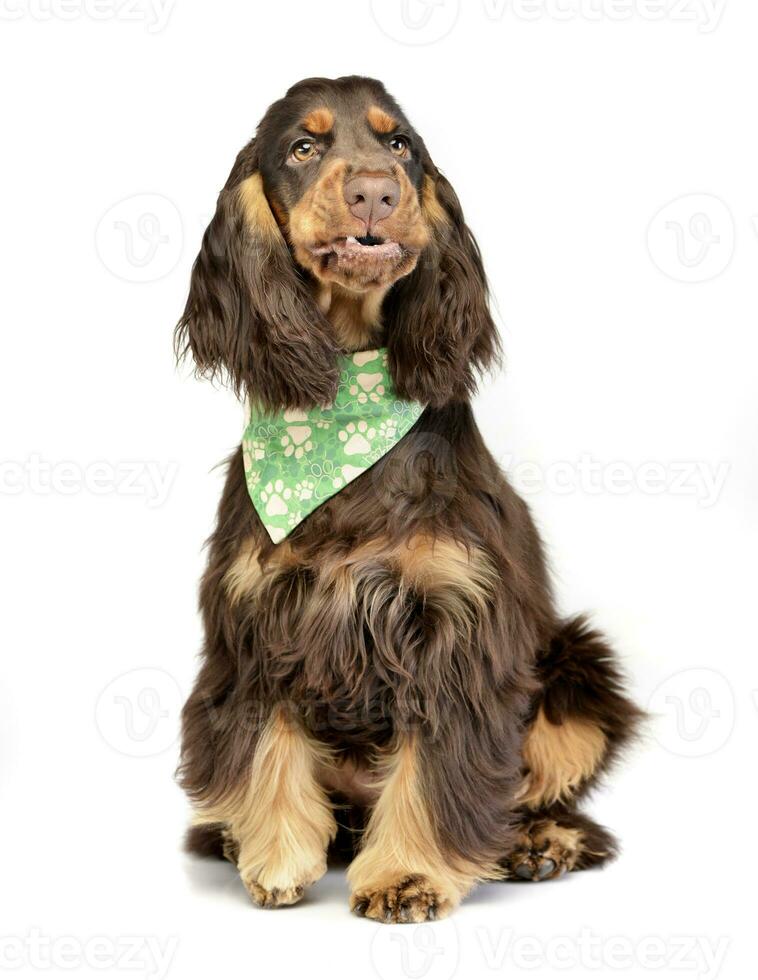 Studio shot of an adorable English Cocker Spaniel photo