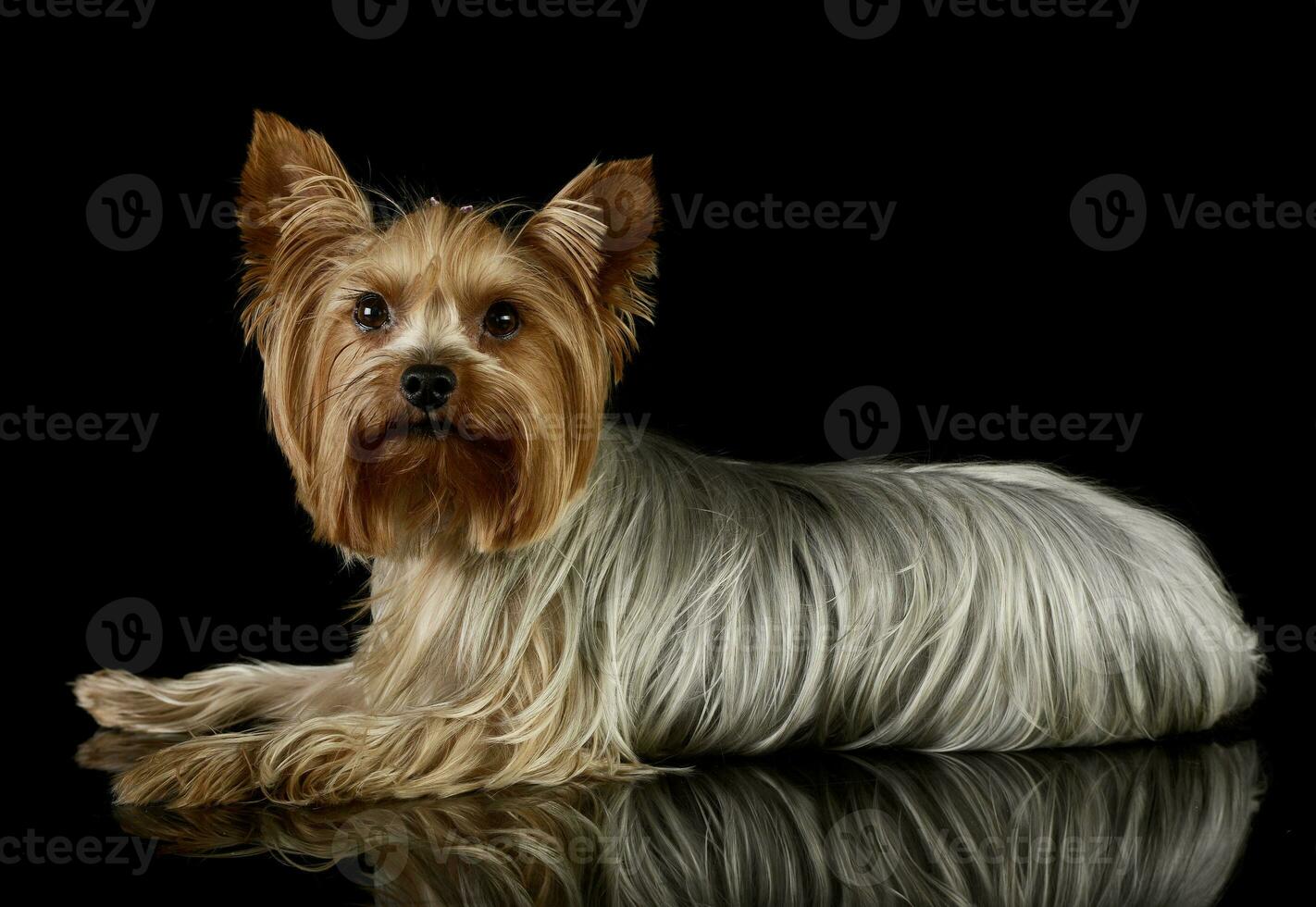 Studio shot of an adorable Yorkshire Terrier photo