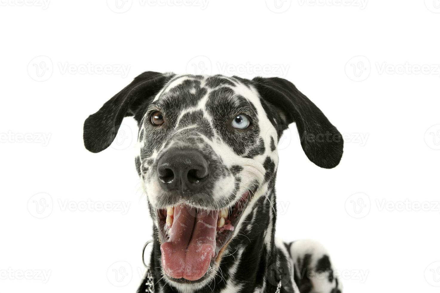 Portrait of an adorable Dalmatian dog with different colored eyes looking satisfied photo