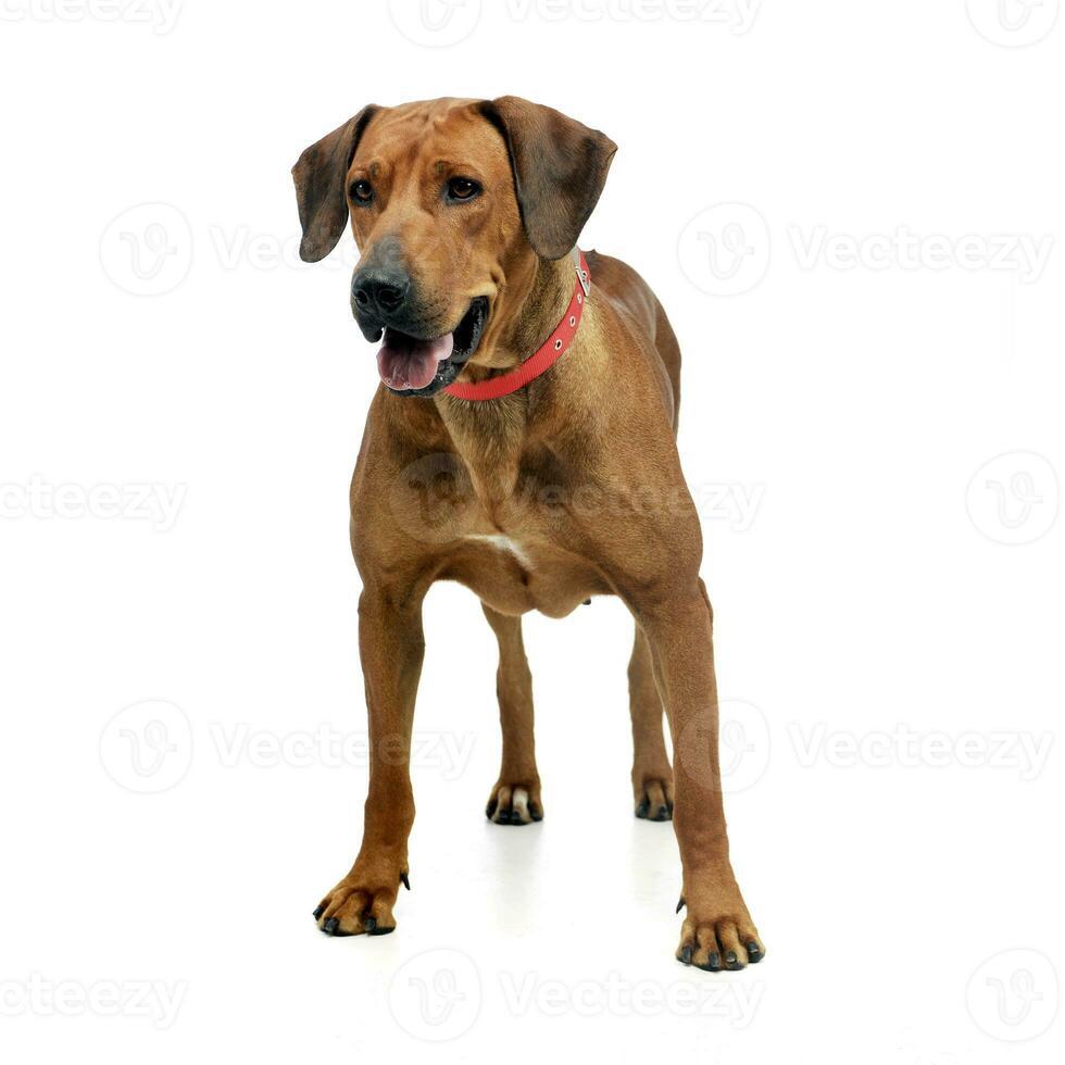 Studio shot of an adorable Rhodesian ridgeback photo