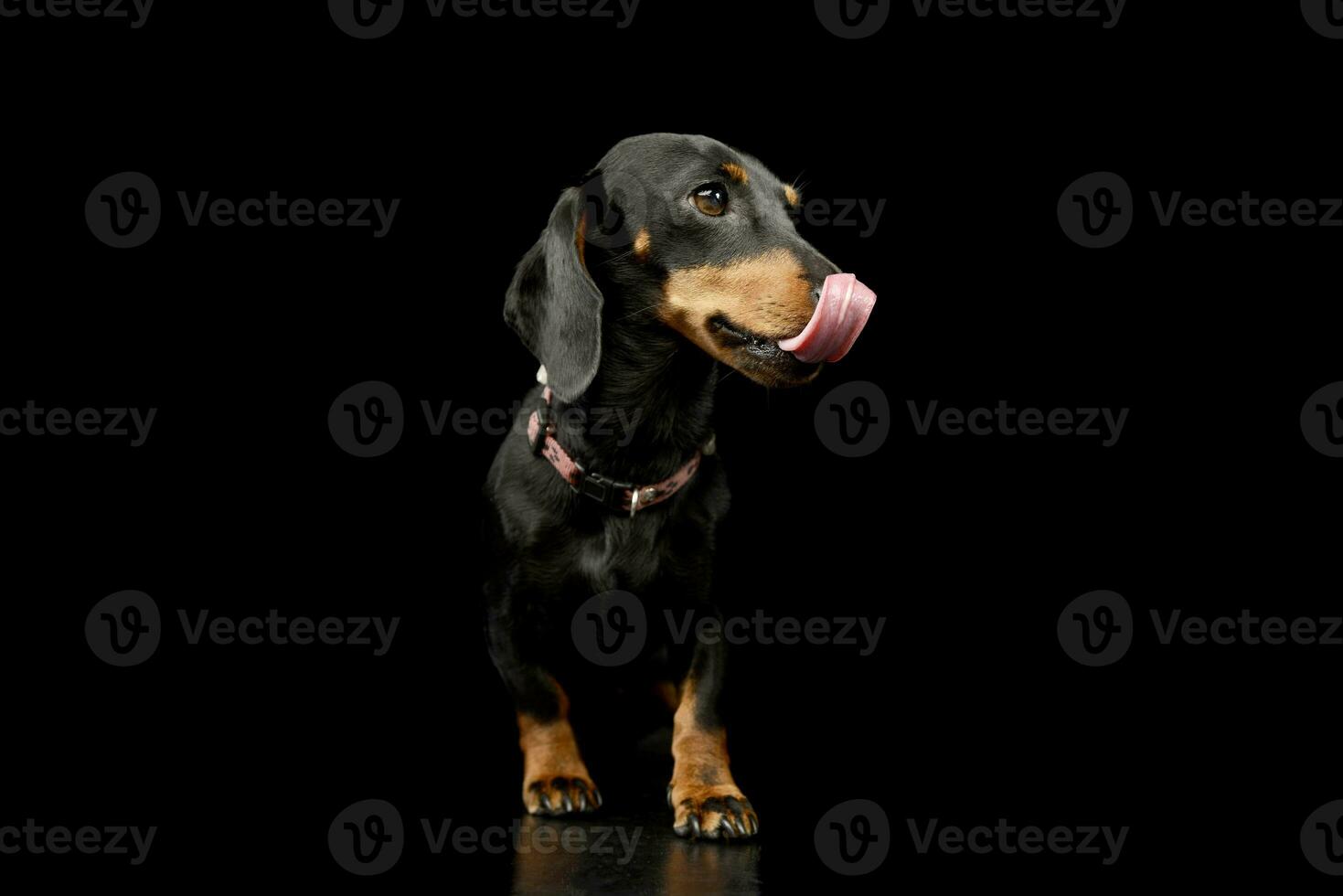 estudio Disparo de un adorable perro tejonero foto