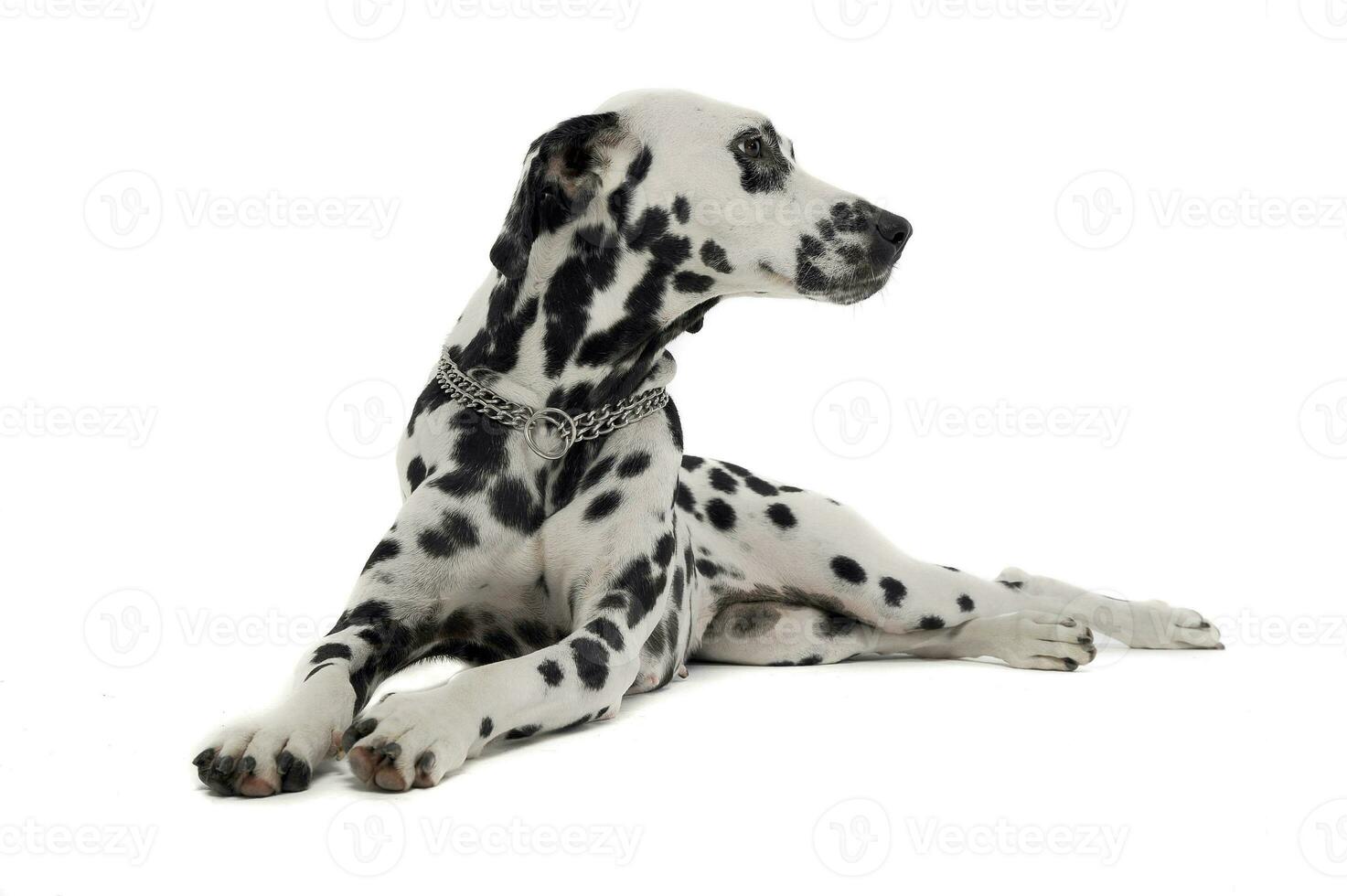 cute dalmatians relaxing in white background photo studio