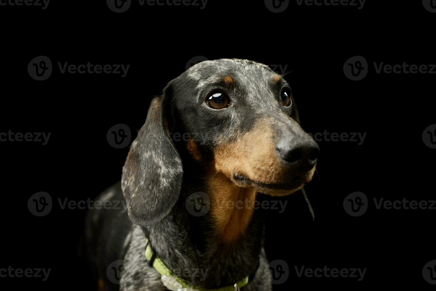 retrato de un adorable perro tejonero foto
