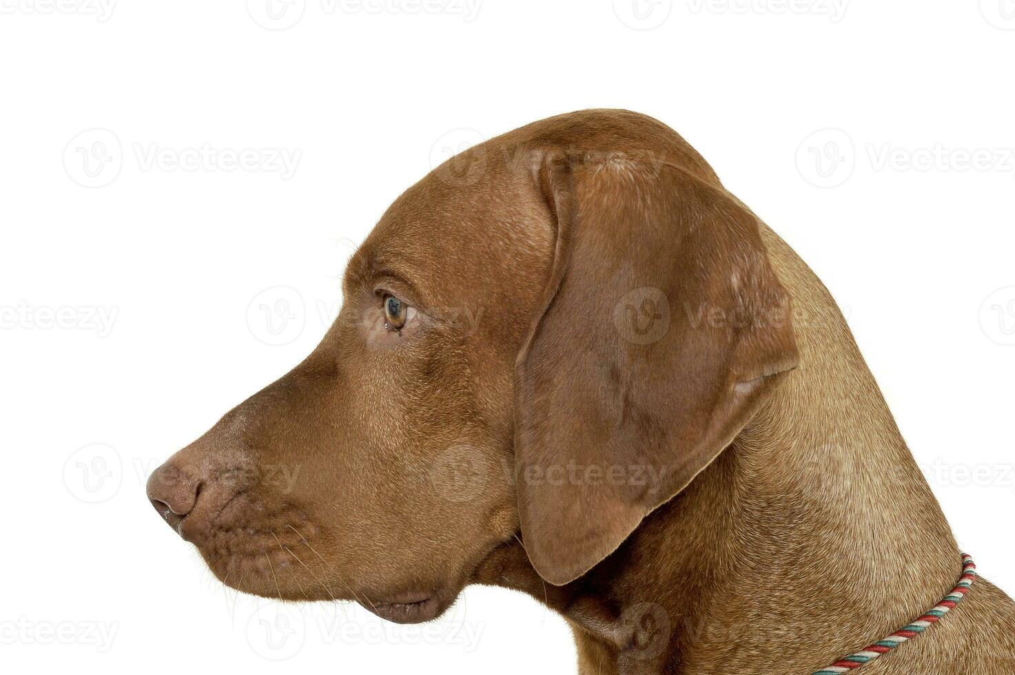 Portrait of an adorable magyar vizsla looking curiously photo