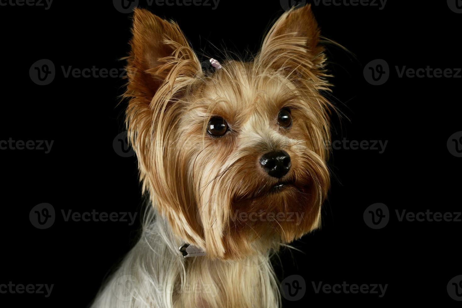 Portrait of an adorable Yorkshire Terrier photo