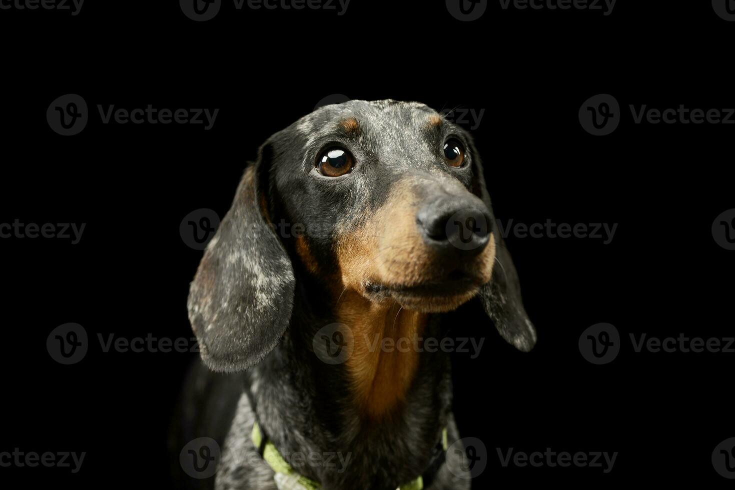 Portrait of an adorable Dachshund photo