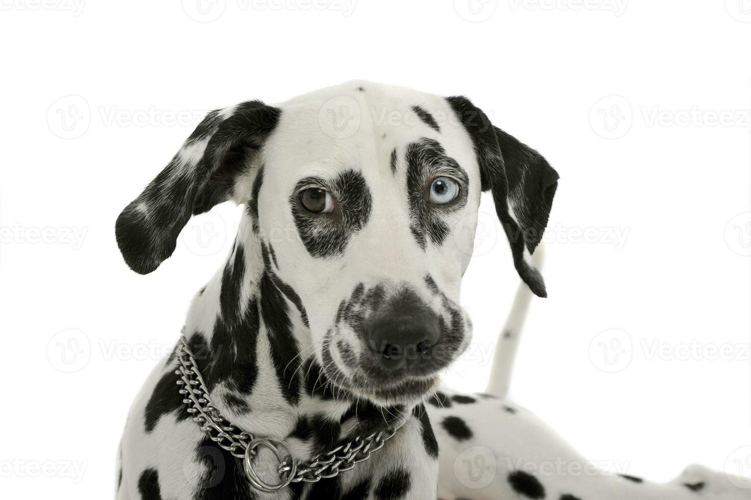 Portrait of an adorable Dalmatian dog with different colored eyes looking curiously at the camera photo