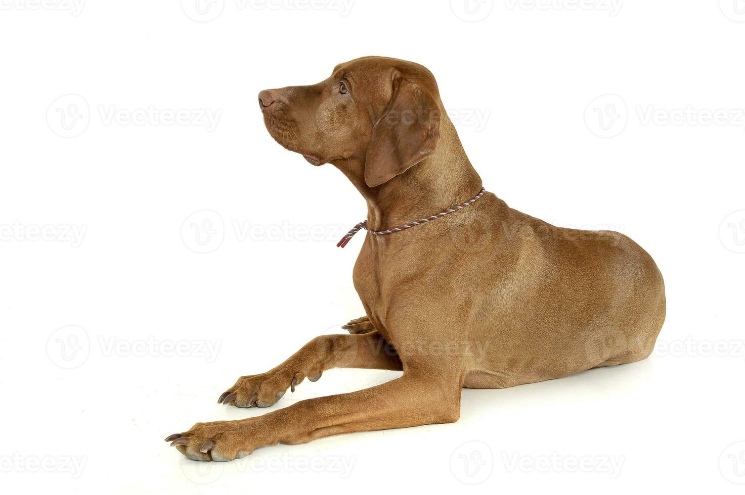 An adorable magyar vizsla lying on white background photo