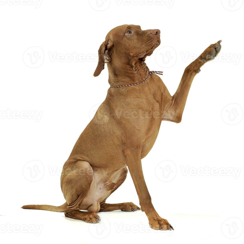 An adorable magyar vizsla waving his font paws photo