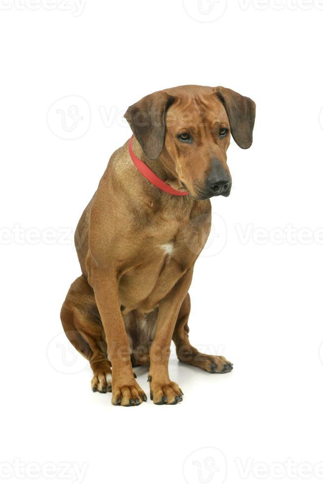 Studio shot of an adorable rhodesian ridgeback photo