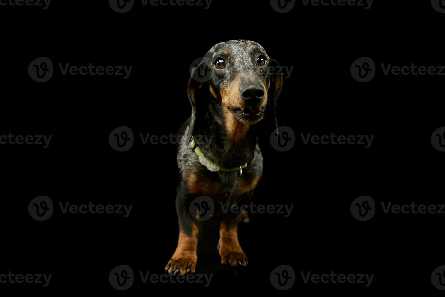 Studio shot of an adorable Dachshund photo