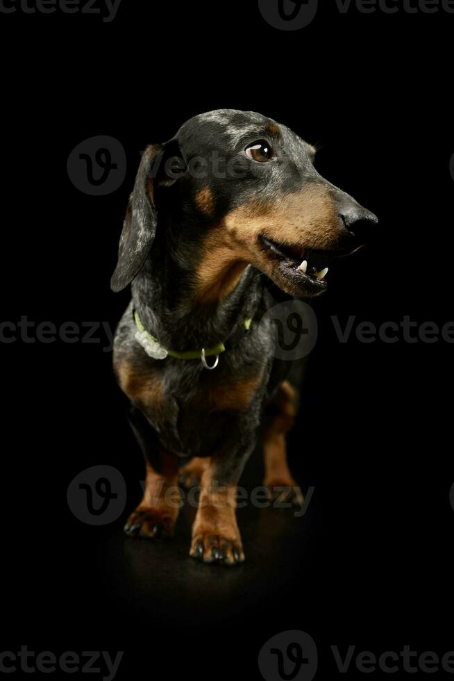 Studio shot of an adorable Dachshund photo