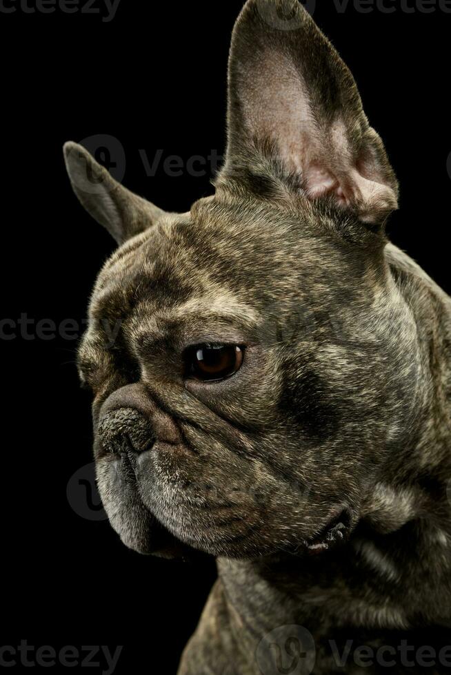 Portrait of a beautiful French Bulldog photo