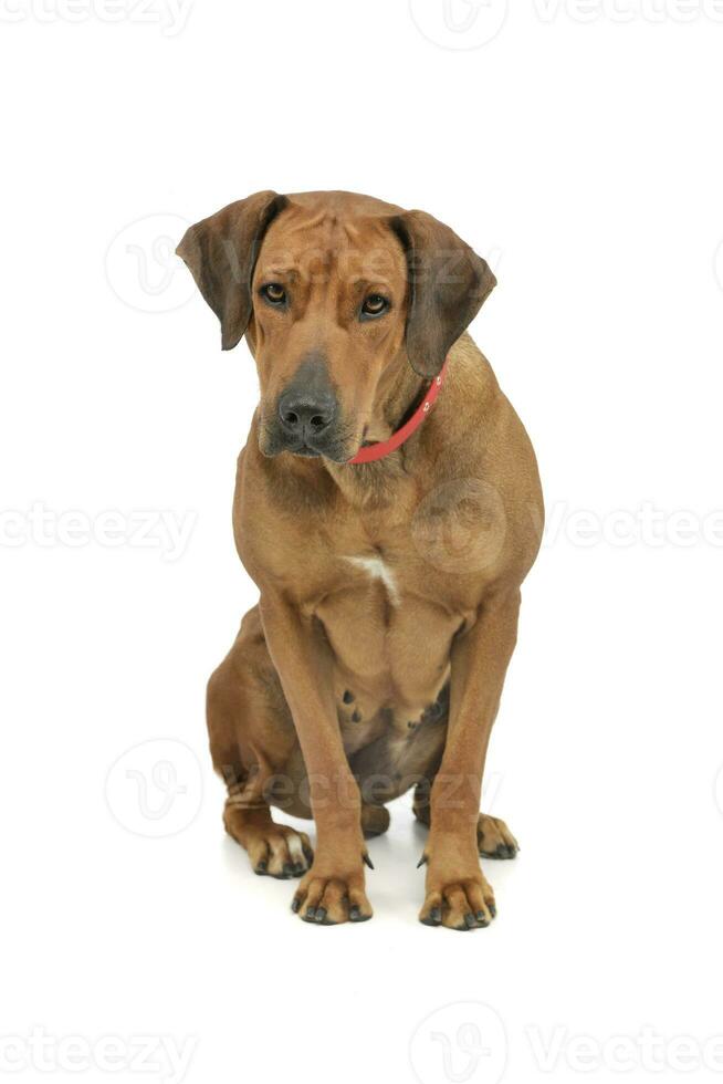 estudio Disparo de un adorable rodesiano ridgeback foto