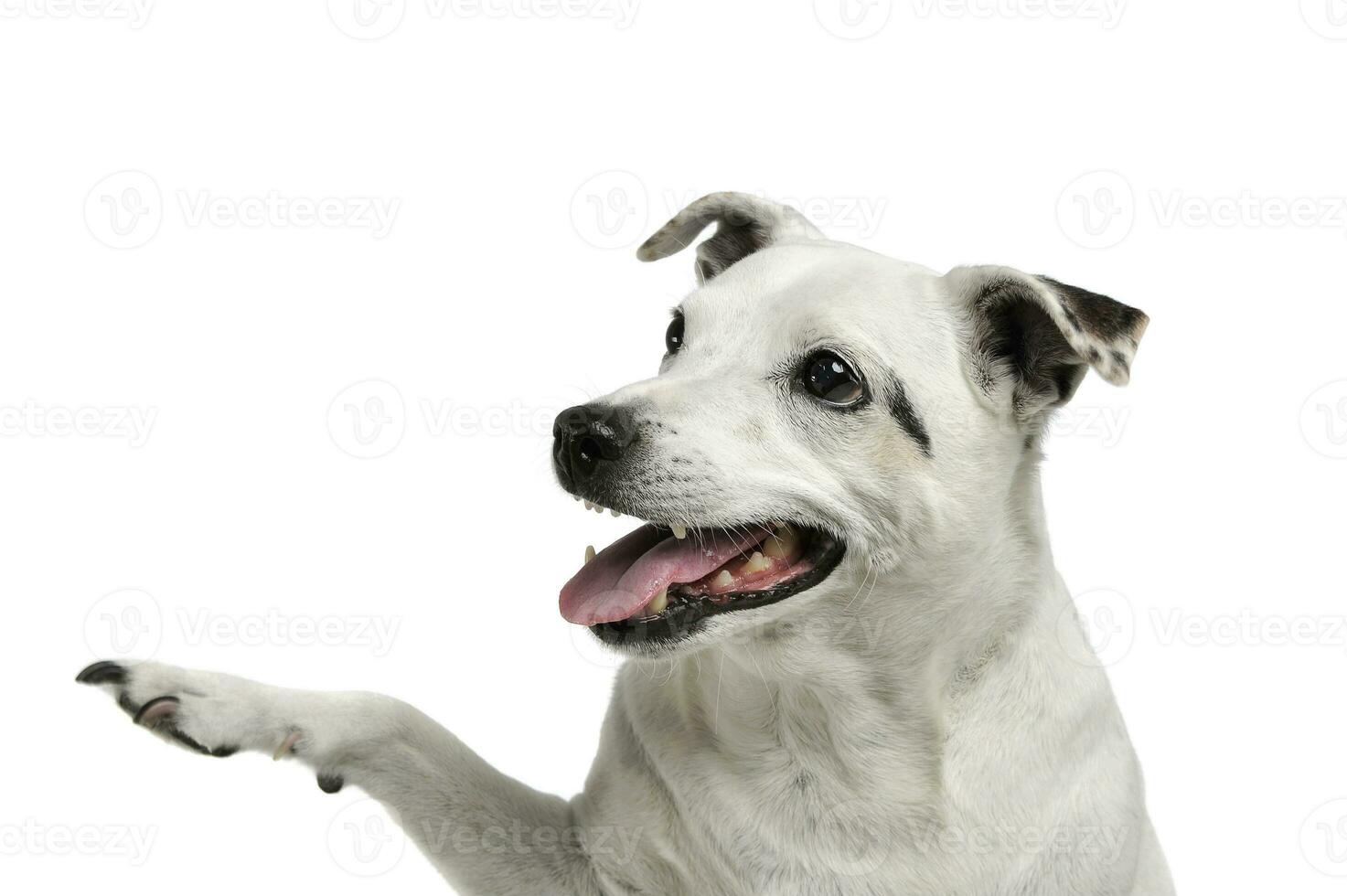 Portrait of an adorable mixed breed dog lifting her front leg and looking satisfied photo