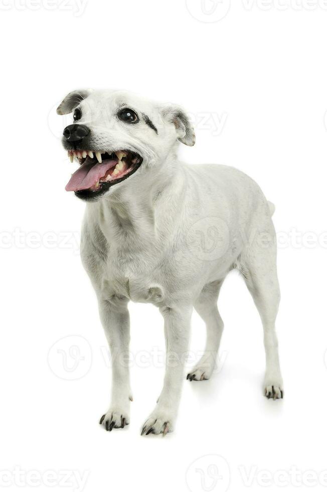 estudio Disparo de un adorable mezclado raza perro en pie y mirando enojado foto