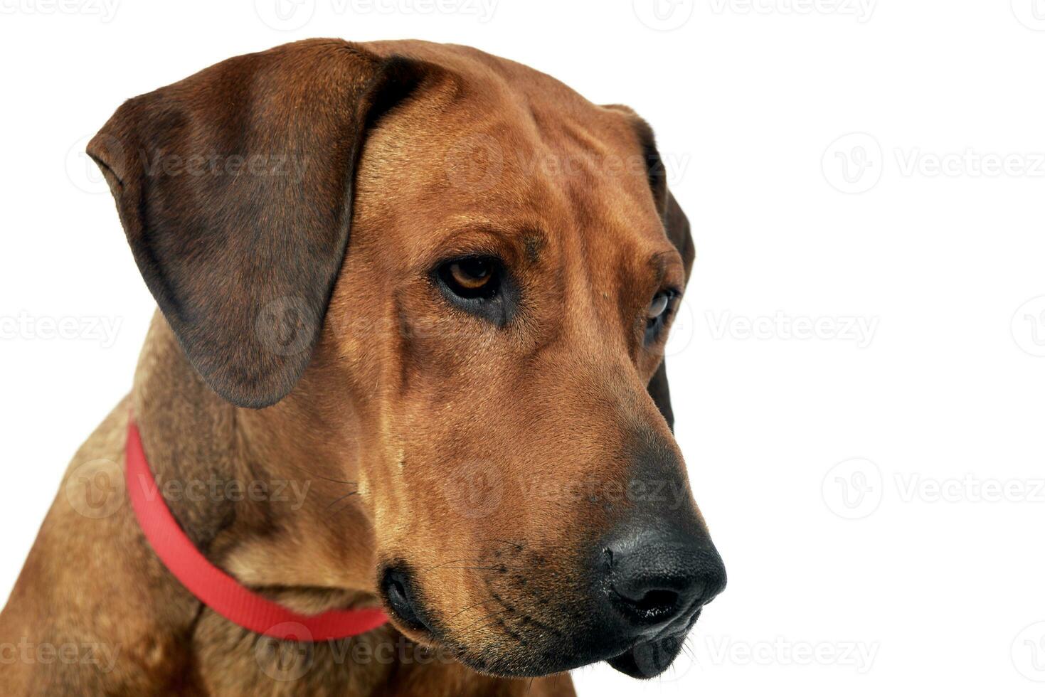 Portrait of an adorable Rhodesian ridgeback photo